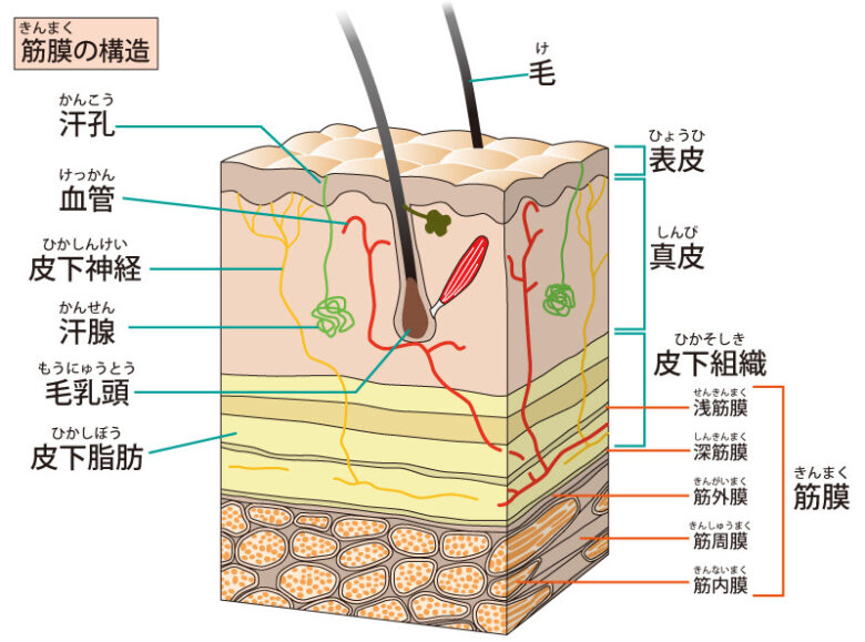 筋膜（ファシアの一部）構造図